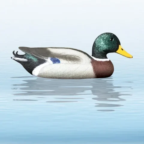 Balabán Mallard Drake kachna divoká – kohout