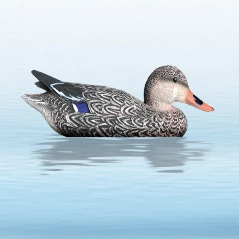 Balabán Mallard Hen kachna divoká – slepice