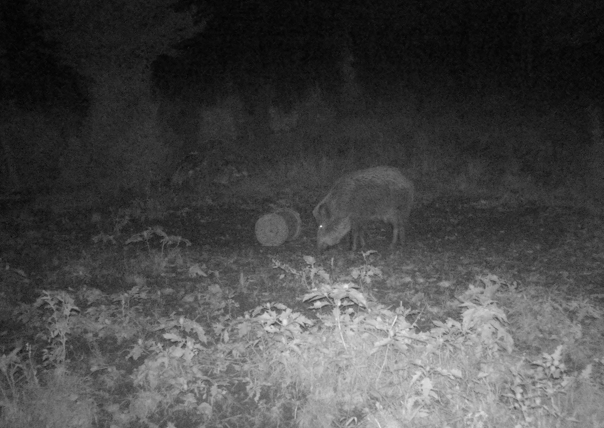 Fotopast TETRAO Spromise S378 30Mpx 940nm 4G s odosílaním videa + O2 SIM karta ZDARMA — obrázek 4