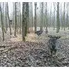 Fotopast Bunaty mini WiFi — obrázek 6